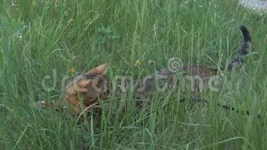 孟加拉猫和狗玩具猎犬在绿草上散步。